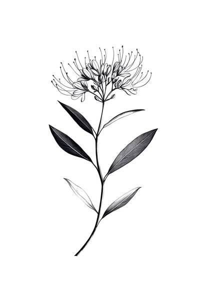 Illustration botanique en noir et blanc de la fleur "Cleome Spinosa".