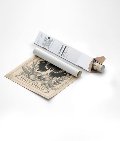 Planche naturaliste de l'affiche papillon Garamas, enroulé dans son emballage carton.