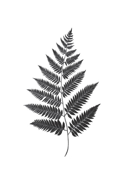 Illustration botanique en noir et blanc représentant une impression végétale d'une fougère.
