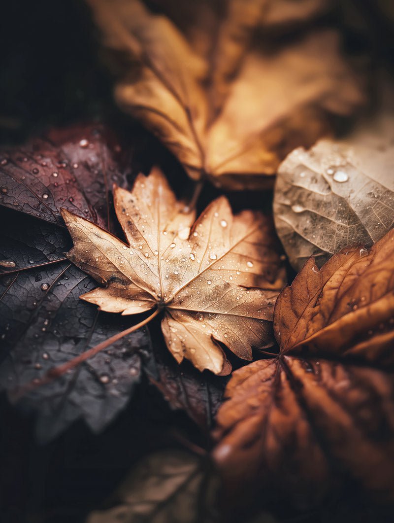 poster automne jolies feuilles de platanes en gros plan en format 40x60cm