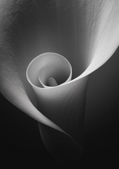 Affiche photographie noir et blanc montrant un gros plan sur le centre de la fleur calla lily