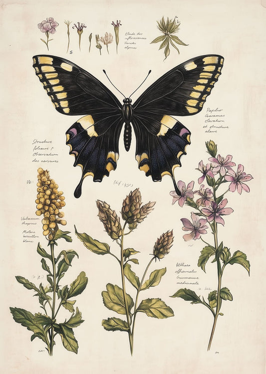 Planche botanique et entomologique ancienne du papillon Garamas, annoté sur vieux papier.