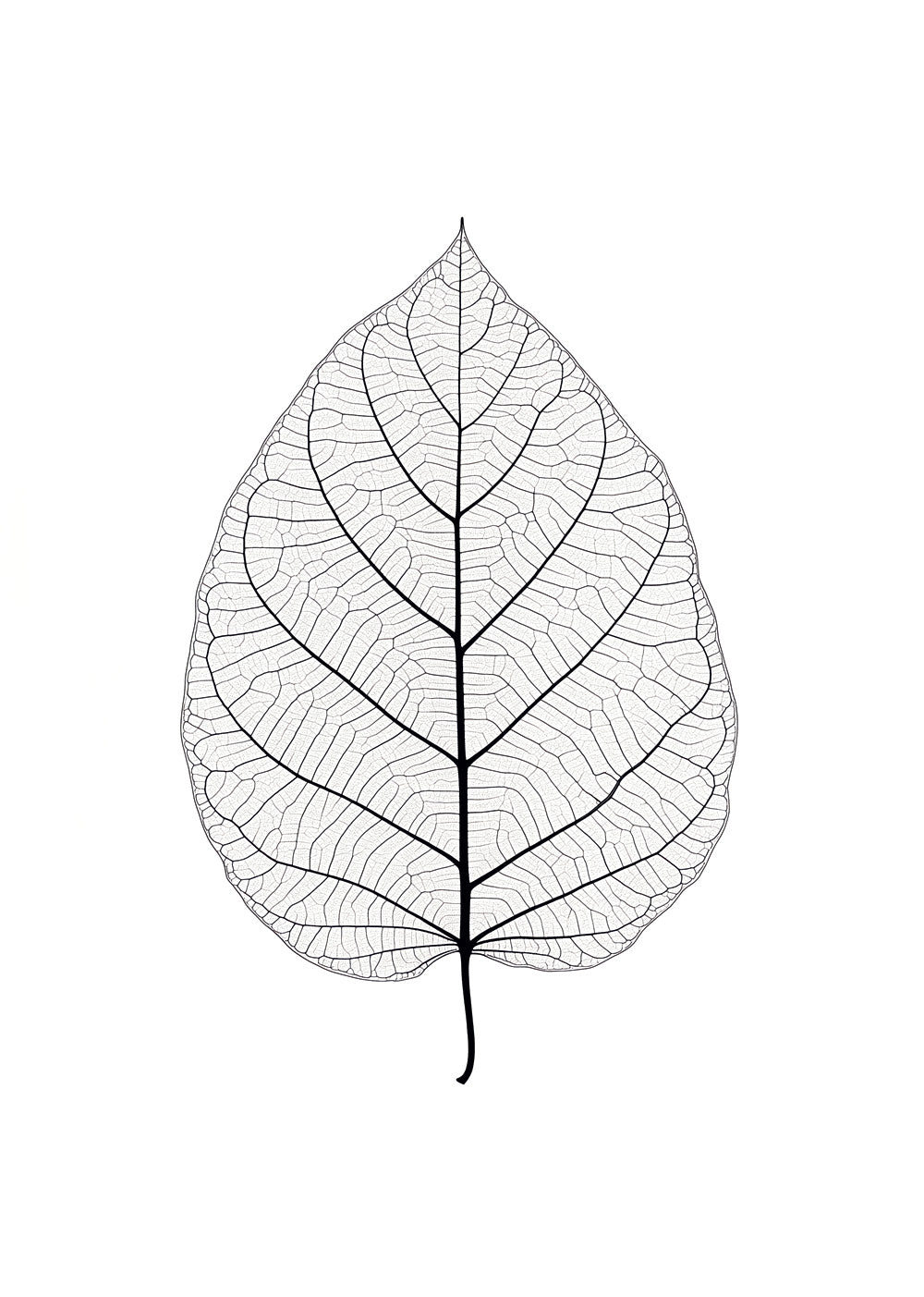 Illustration botanique d'une feuille translucide aux feuilles apparentes.