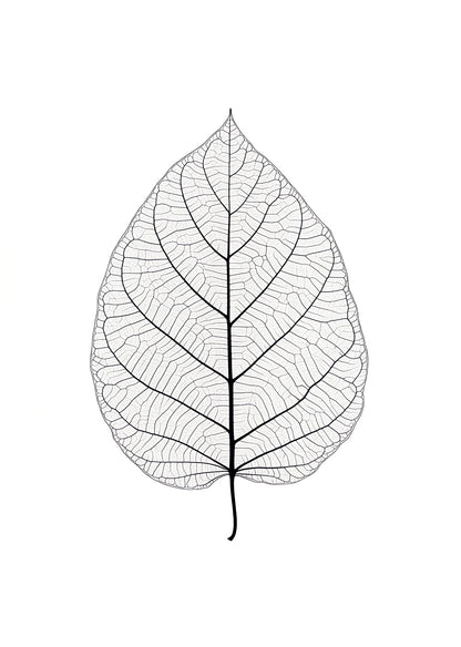 Illustration botanique d'une feuille translucide aux feuilles apparentes.