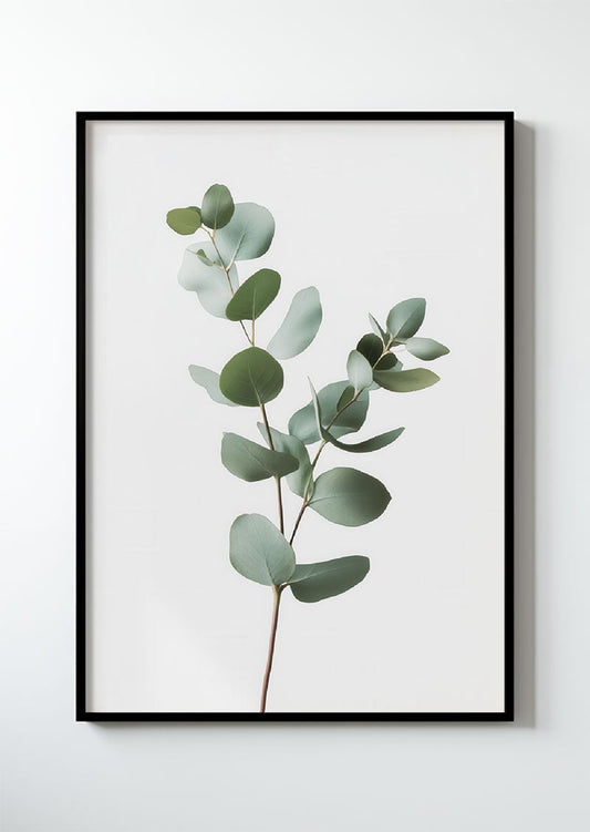 Eucalyptus Série 1