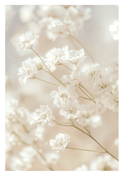 Photographie de fleurs blanches en gros plan sur un fond aux nuances de crème et de blanc.