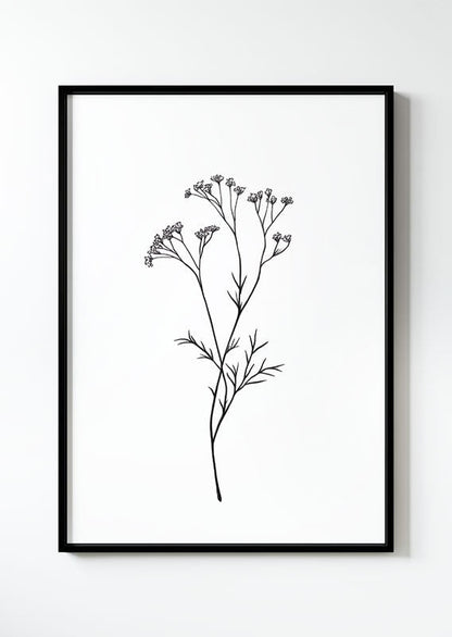 Illustration botanique d'une branche de gypsophile, en noir et blanc dans un cadre noir