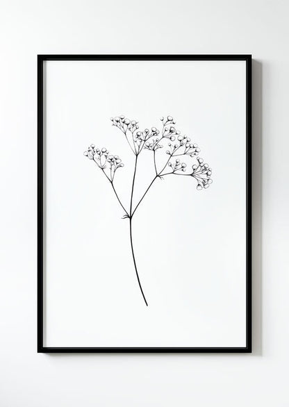 Poster d'un dessin de gypsophile en noir et blanc dans un cadre noir