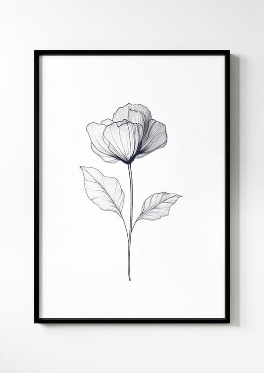 Illustration botanique en noir sur blanc d'un pavot tout en transparence dans un cadre noir.