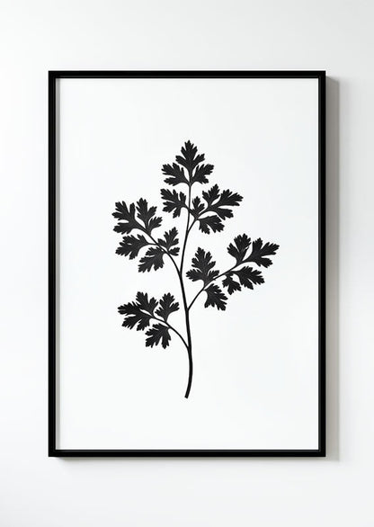 poster botanique d'une impression végétale d'un brin de persil en noir et blanc dans un cadre noir.