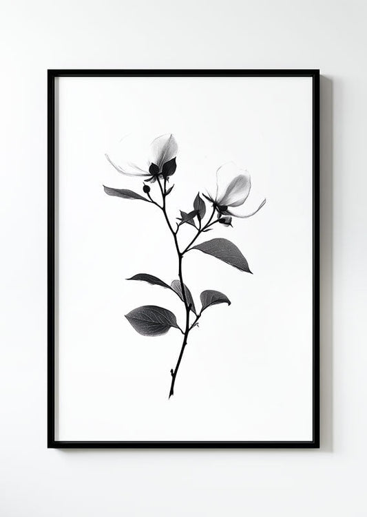 Poster dessin botanique, en noir et blanc , d'une branche de magnolia dans un cadre noir.