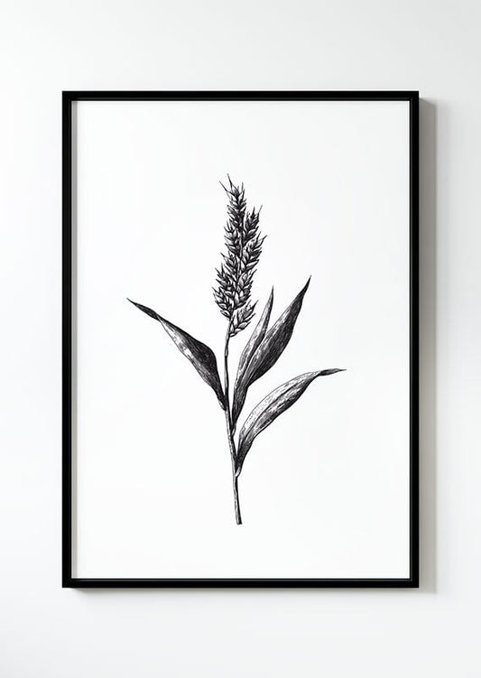 Affiche poster botanique en noir et blanc d'un brin de millet dans un cadre noir.