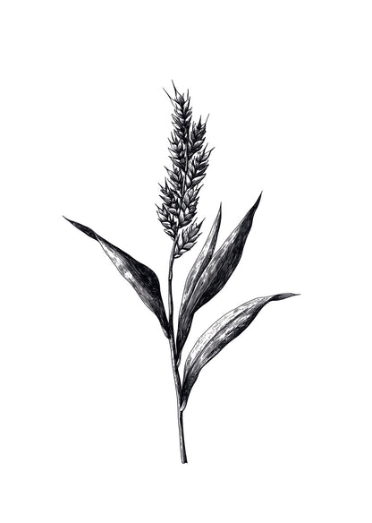 Illustration botanique en noir et blanc d'un brin de millet.