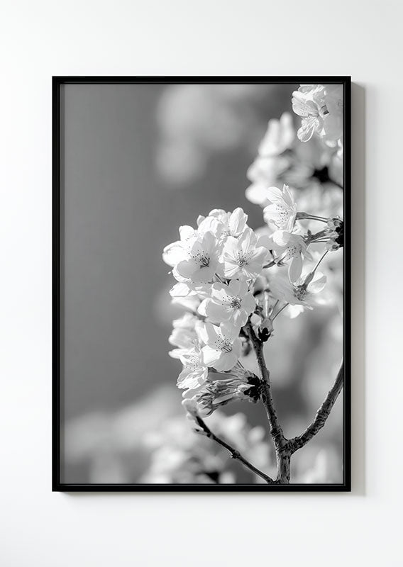 Affiche photographie noir et blanc d’une branche de cerisier en fleurs dans un cadre