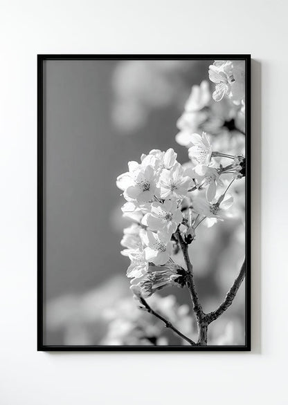 Affiche photographie noir et blanc d’une branche de cerisier en fleurs dans un cadre