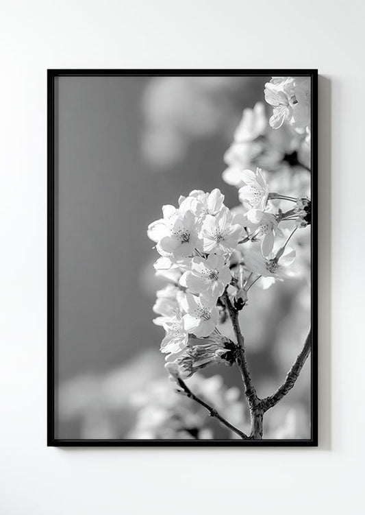 Affiche photographie noir et blanc d’une branche de cerisier en fleurs dans un cadre