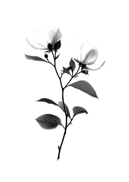 Illustration botanique en noir et blanc représentant une branche de magnolia en fleurs.