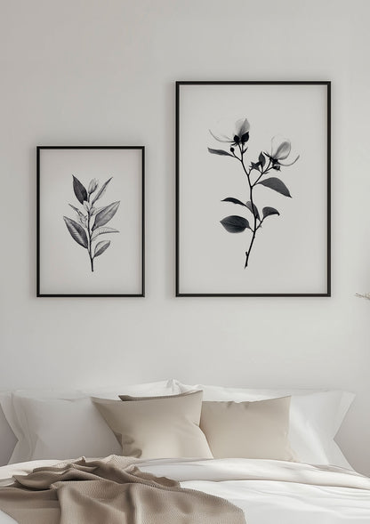 Affiche illustration botanique en noir et blanc encadrées en duo sur un mur.