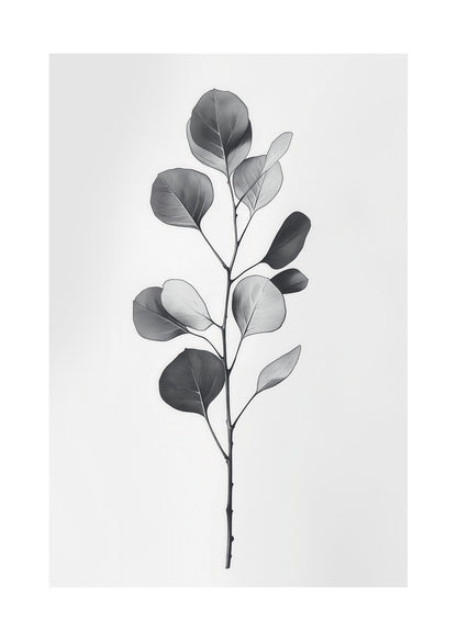 Illustration botanique d'une branche d'eucalyptus, en noir et blanc sur fond gris.