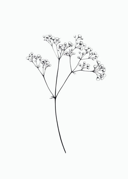 Illustration botanique en noir et blanc, d'une brindille de gypsophile.