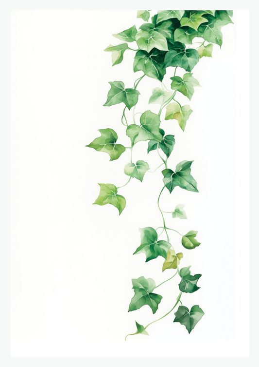 Une affiche murale botanique illustrée, d’un lierre tombant, réalisée en aquarelle sur un fond blanc.