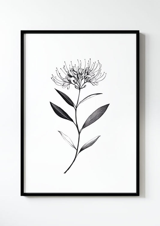 Illustration botanique d'un "Cleome Spinosa" en noir et blanc dans un cadre noir