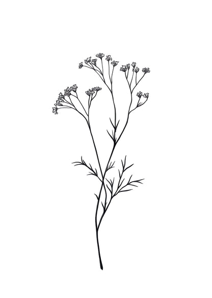 Illustration botanique d'une branche de gypsophile, en noir et blanc. 