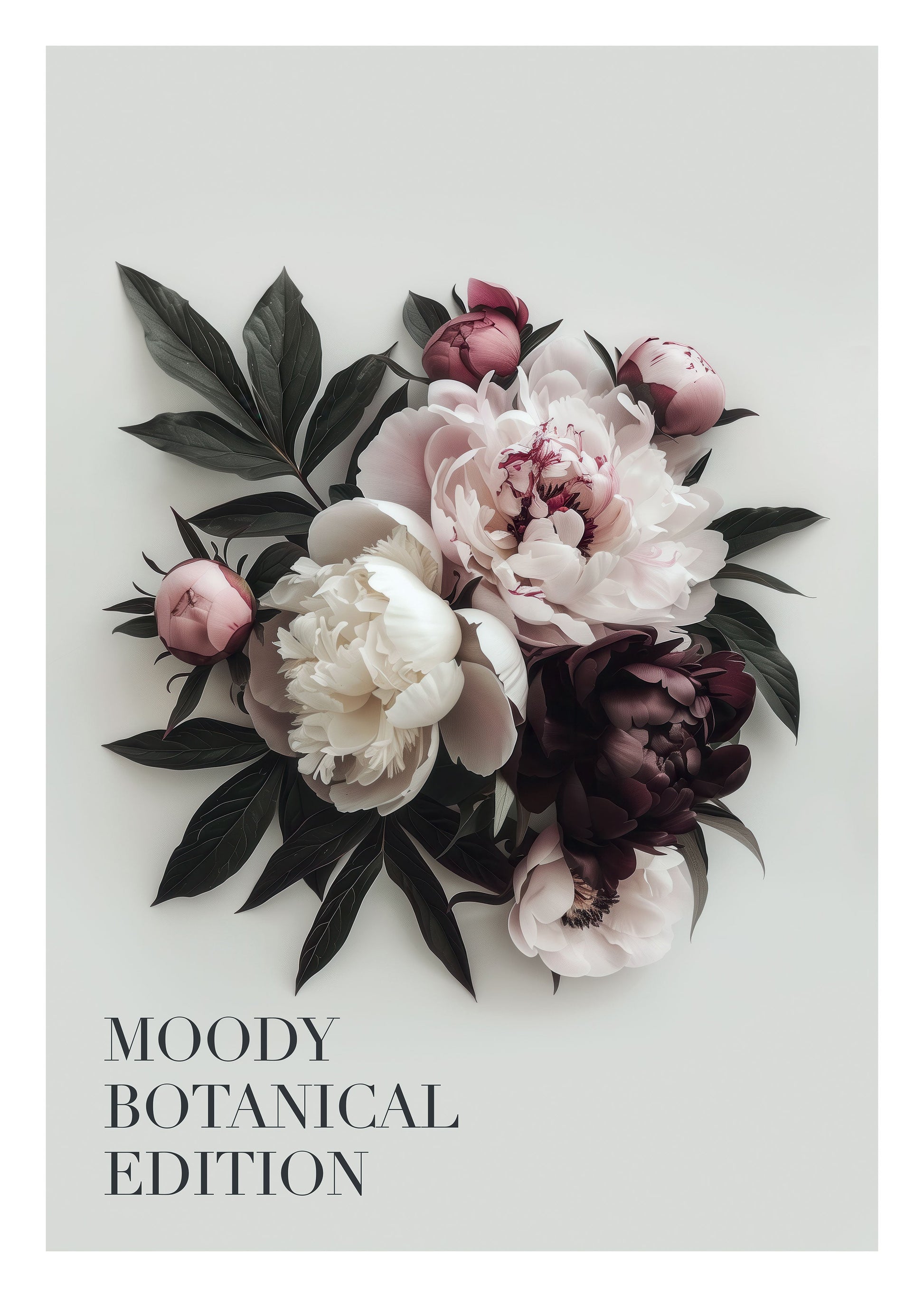 Affiche murale botanique de pivoines rose vintage et blanche sur fond gris.